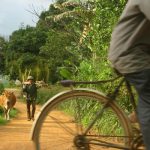 Bicis y vacas en Vietnam