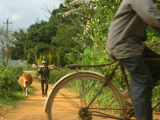Bicis y vacas en Vietnam