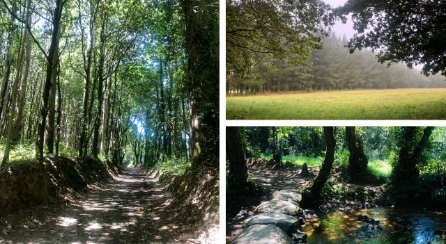 Bosques en el Camino de Santiago entre Palas de Rei y Ribadixo de Baixo