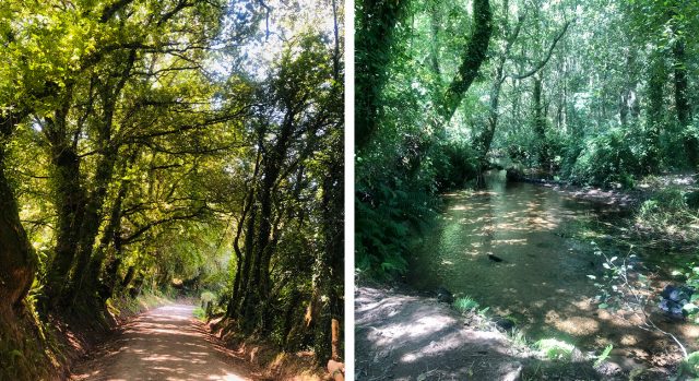Bosques de Ribadixo de Baixo y río Catasol